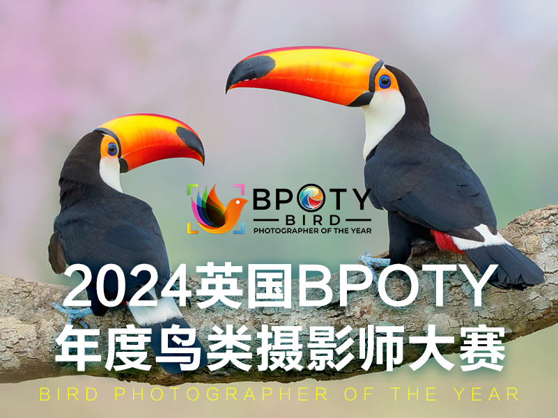 2024英国BPOTY年度鸟类摄影师大赛（截稿2023年12月5日）