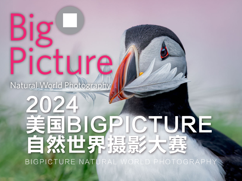 2024美国BigPicture 自然世界摄影大赛（截稿2024年2月22日） 