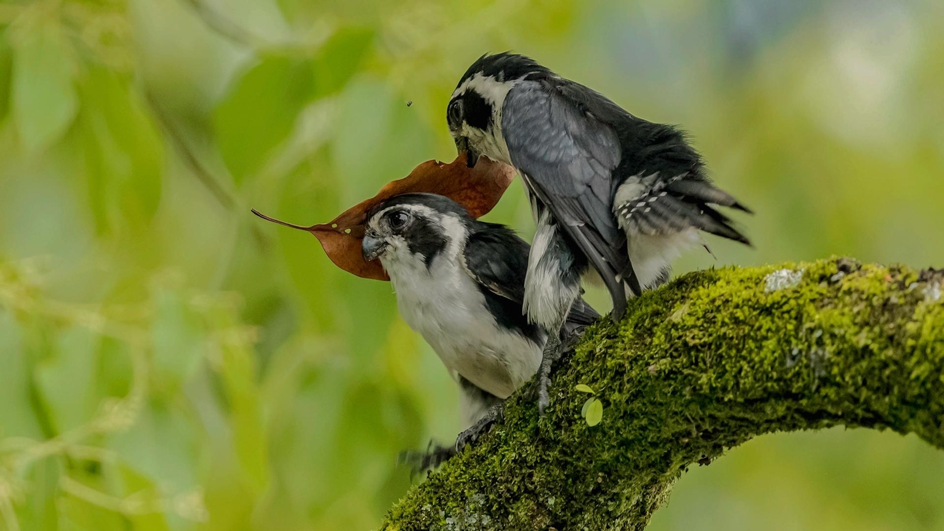 揭晓！2024塞尔维亚第二届PMNS SERBIA国际摄影巡回赛
