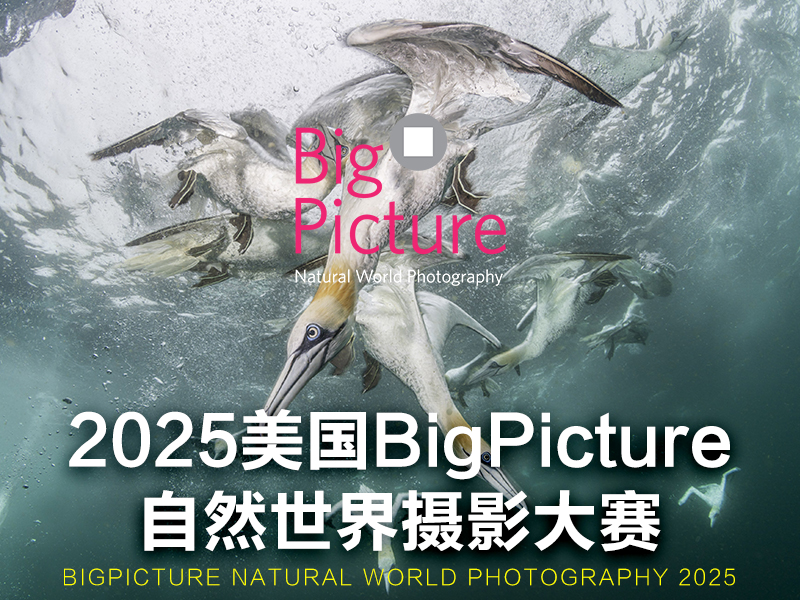 2025美国 BigPicture 自然世界摄影大赛（截稿2025年2月22日）