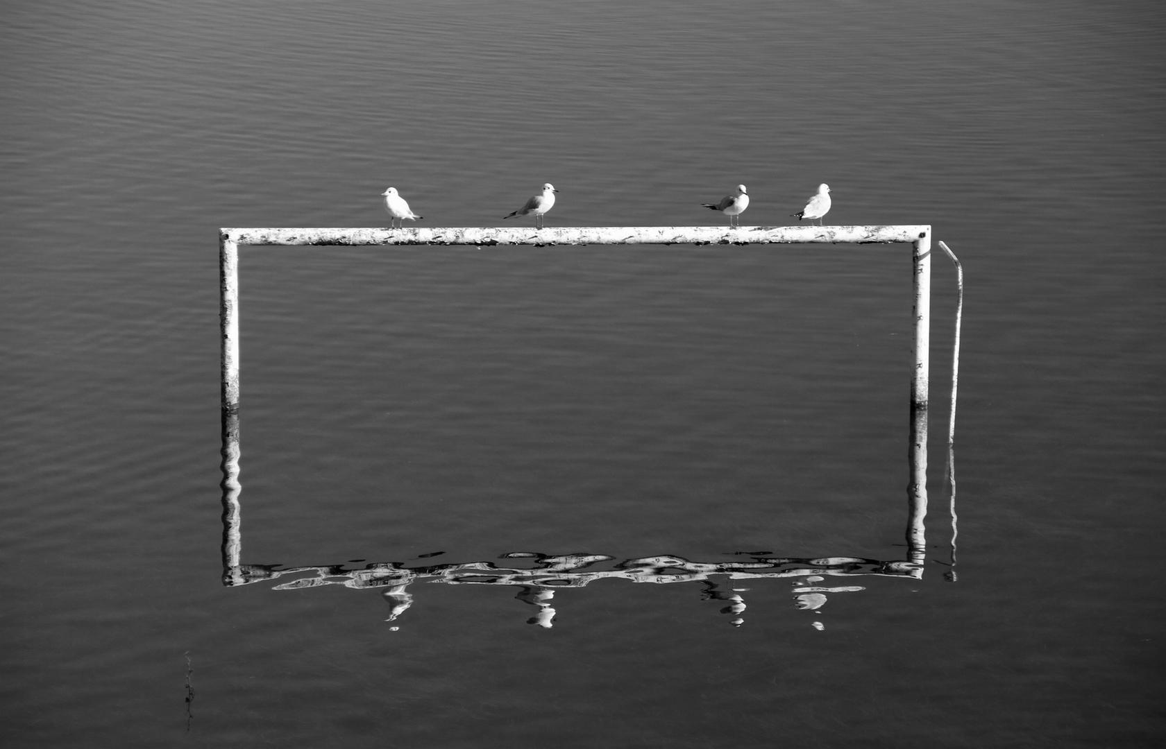 揭晓！2025金鼎国际摄影巡回赛，张玉华、YAN WONG等摘金