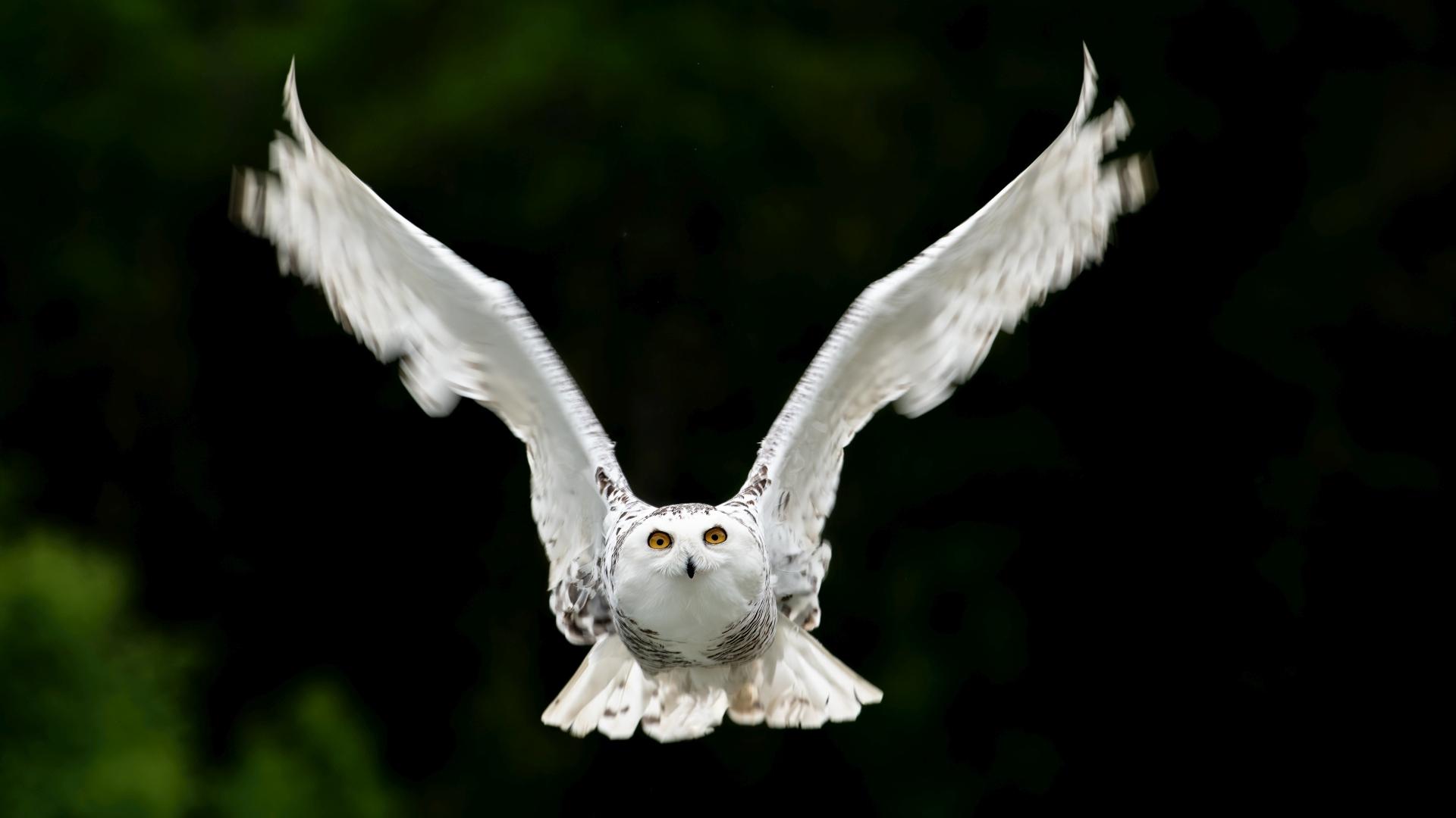 揭晓！2025视觉盛典国际摄影巡回赛，马伟华、LING JYI CHAO等摘金