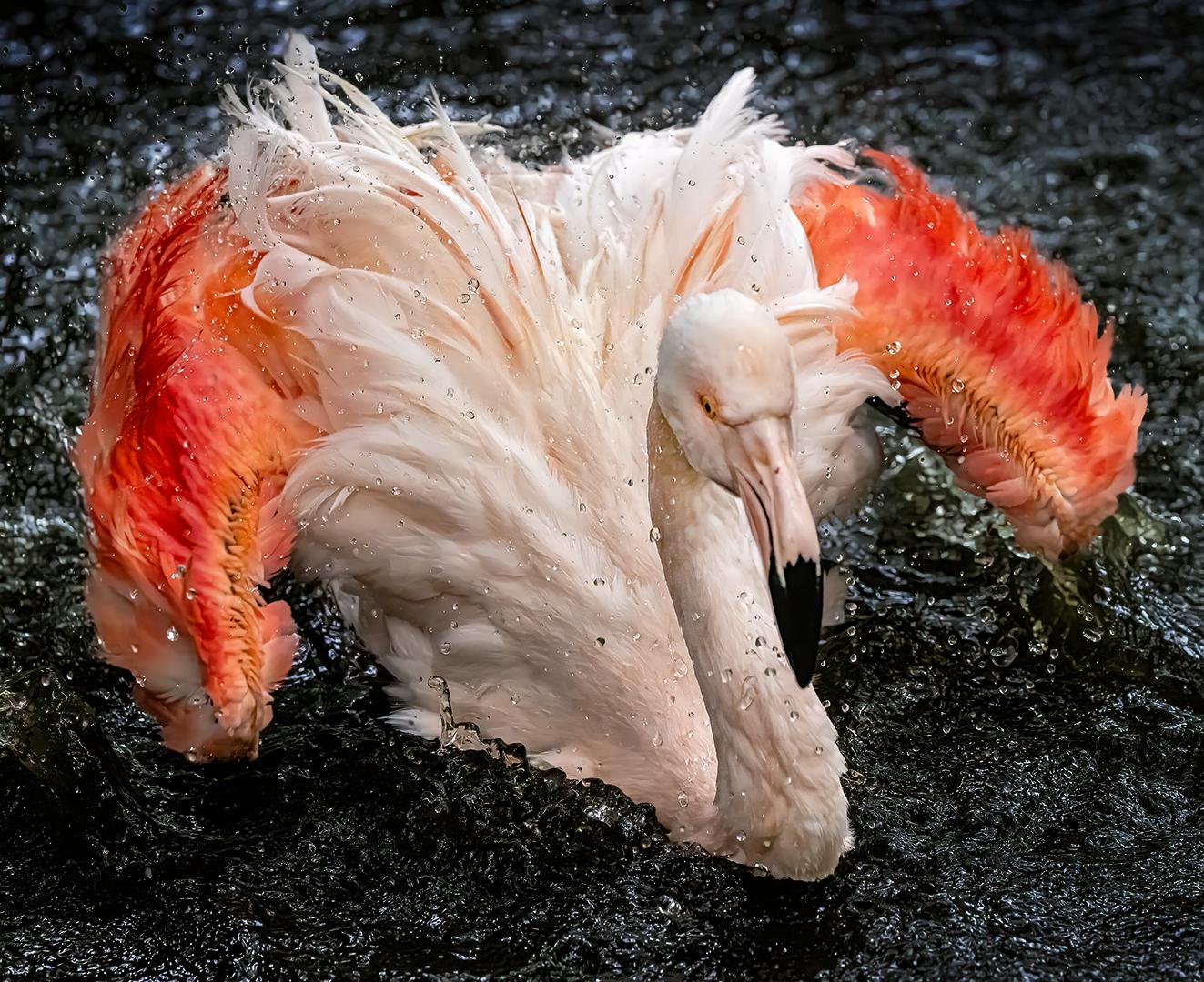 揭晓！2026飞越大西洋国际摄影巡回赛，LING JYI CHAO、woodpecker huang等摘金